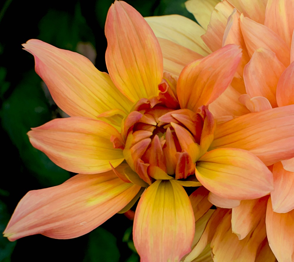 Peachy Dahlia