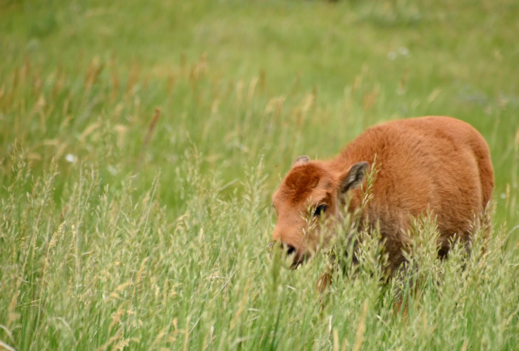  DSC9211 Peek a Boo; Cute as a button