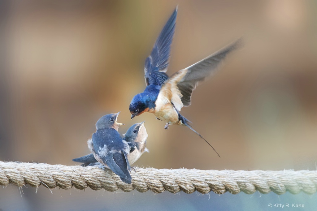 Momma Barn Swallow Delivering the Goods