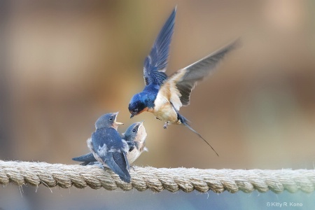 Momma Barn Swallow Delivering the Goods