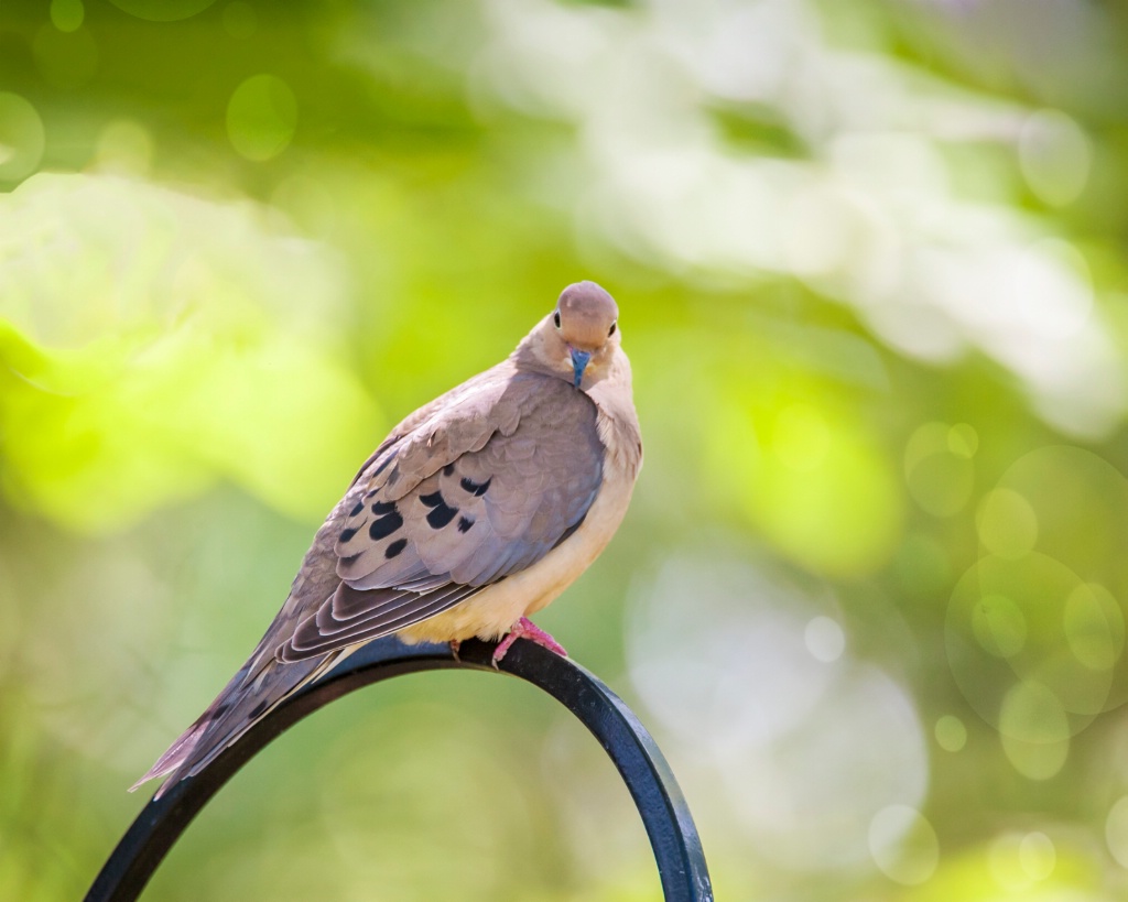 Mourning Dove