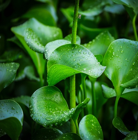 So many raindrops and Friend.