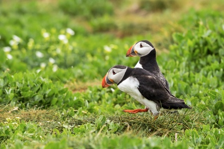 Puffins