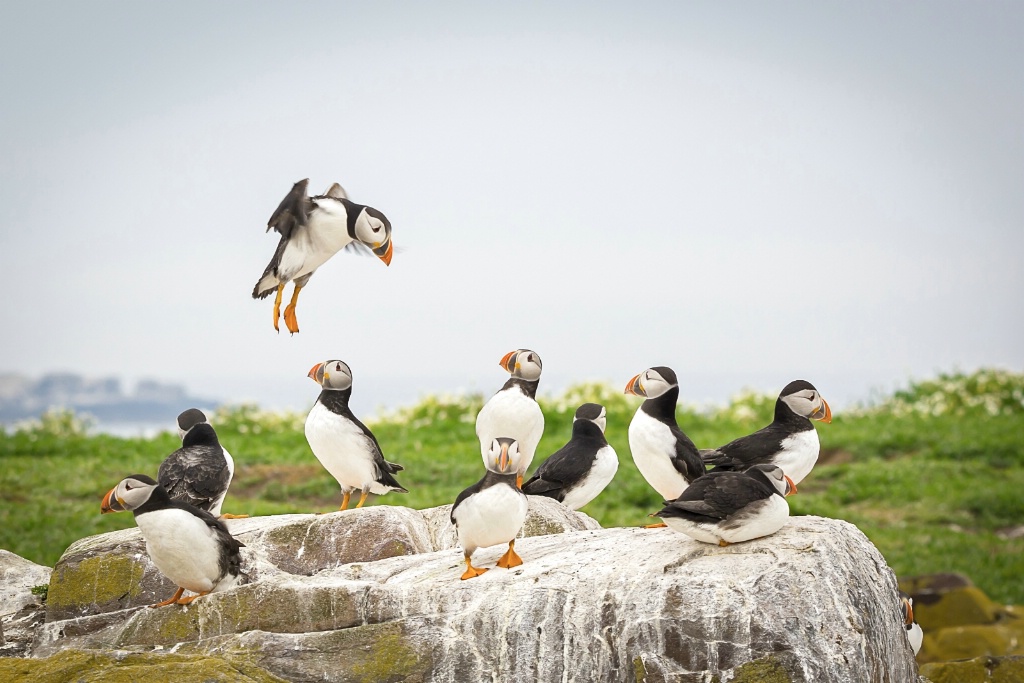 Landing Puffin