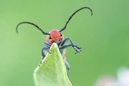 Milkweed Borer with Itchy Toenail