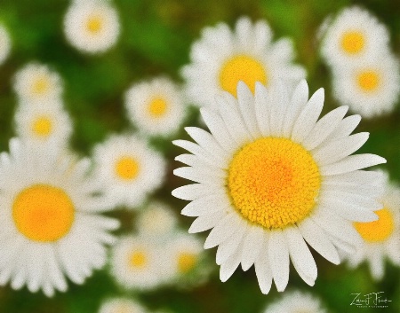 Sunny Side Up Daisies