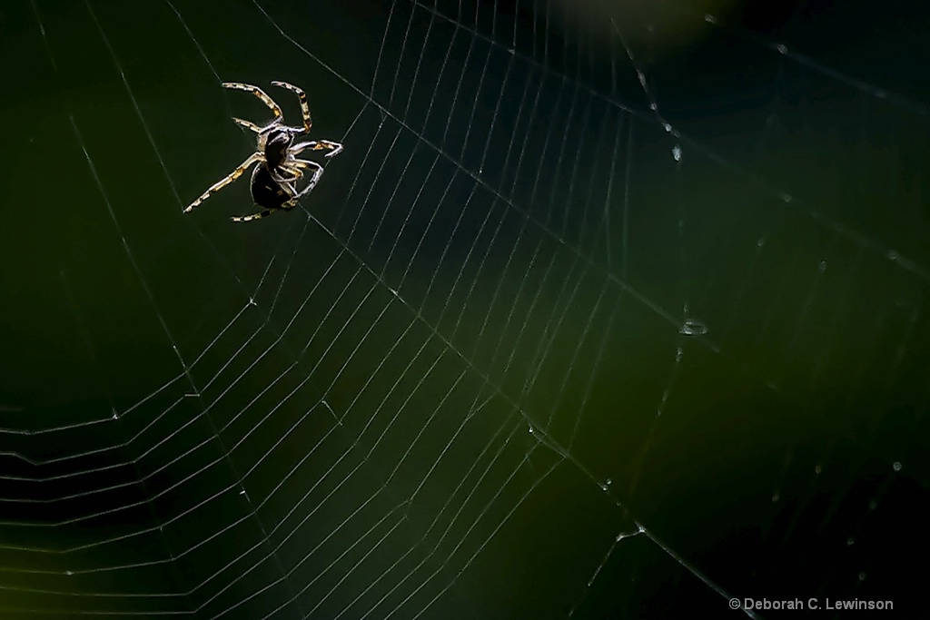 Spider and Web