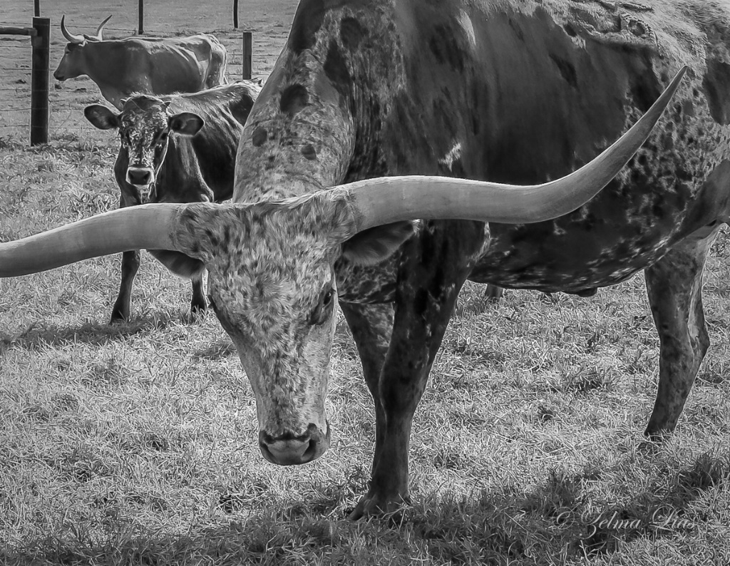 Meet the Texas Longhorns