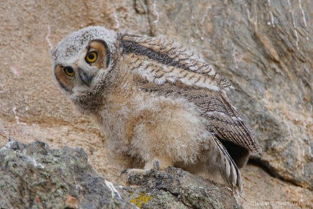 Owlet on Edge