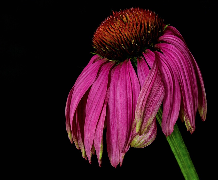 Echinacea 8