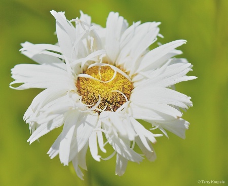 Berkeley Botanical Garden