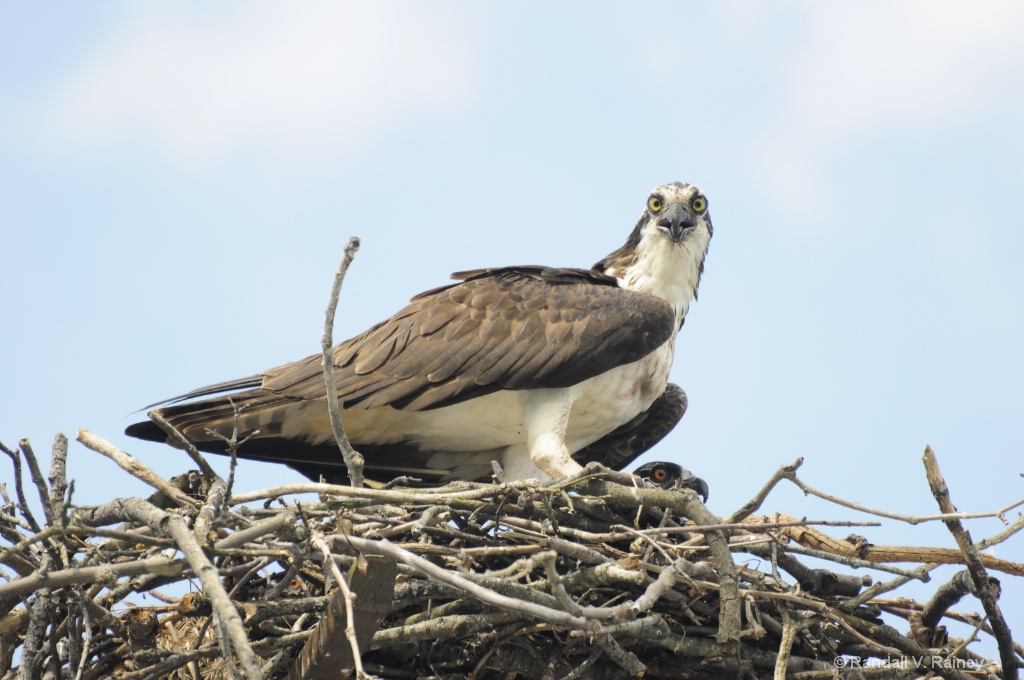 Osprey on nest 