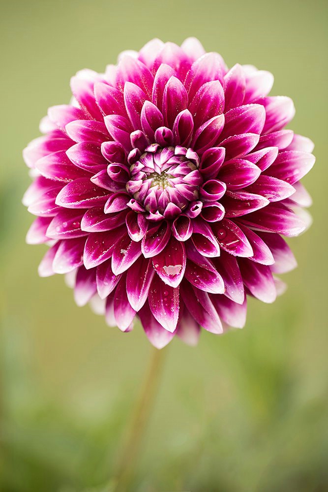 Dahlia Pop