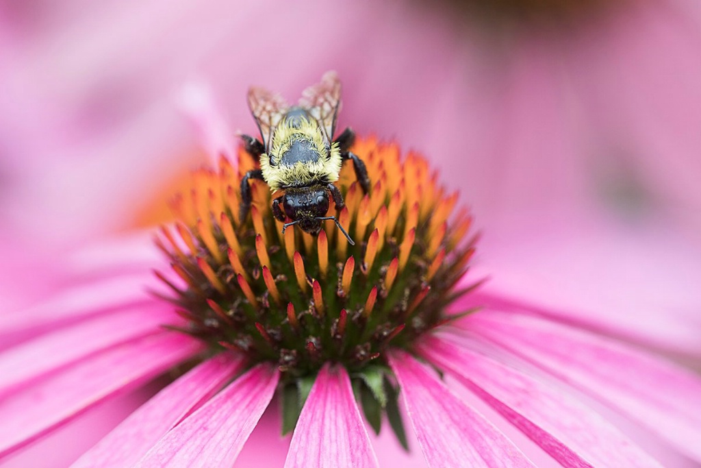 Cone Bee