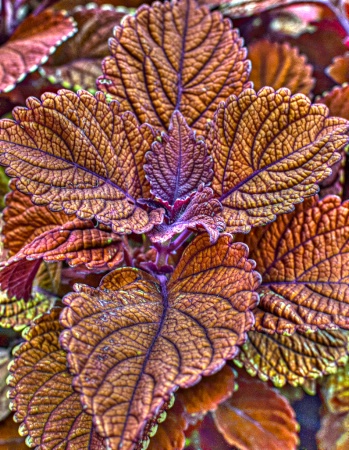 Coleus