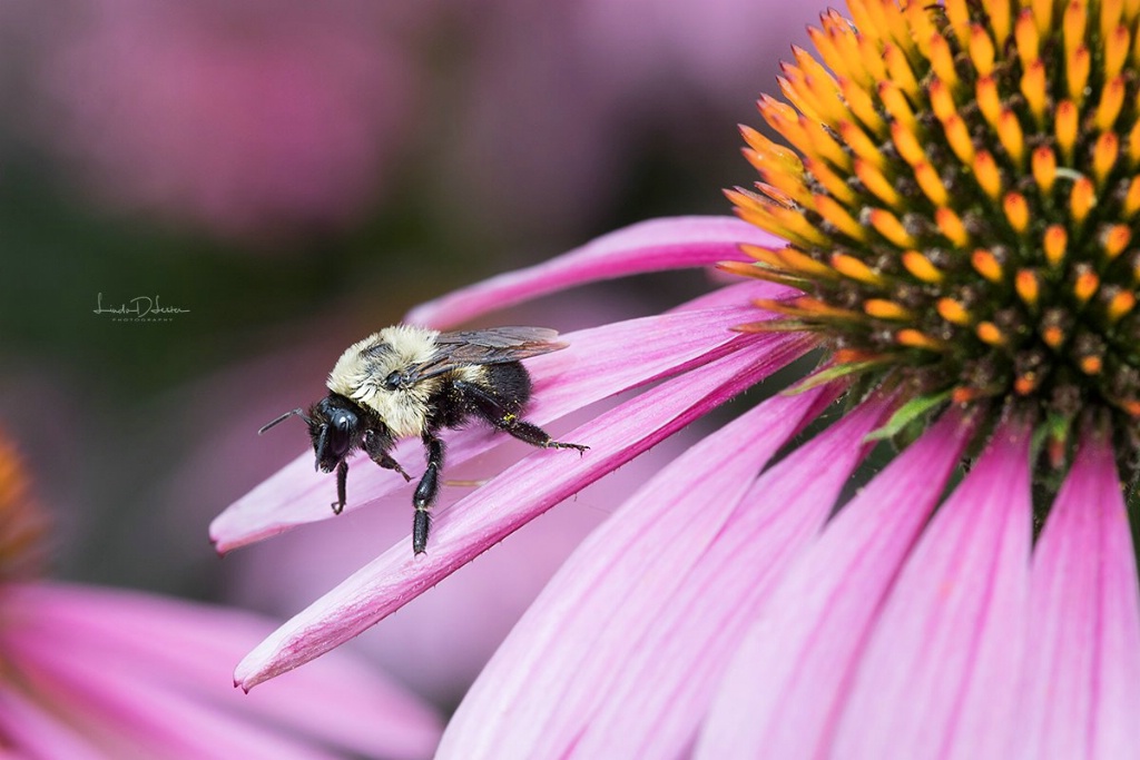 One Happy Bee