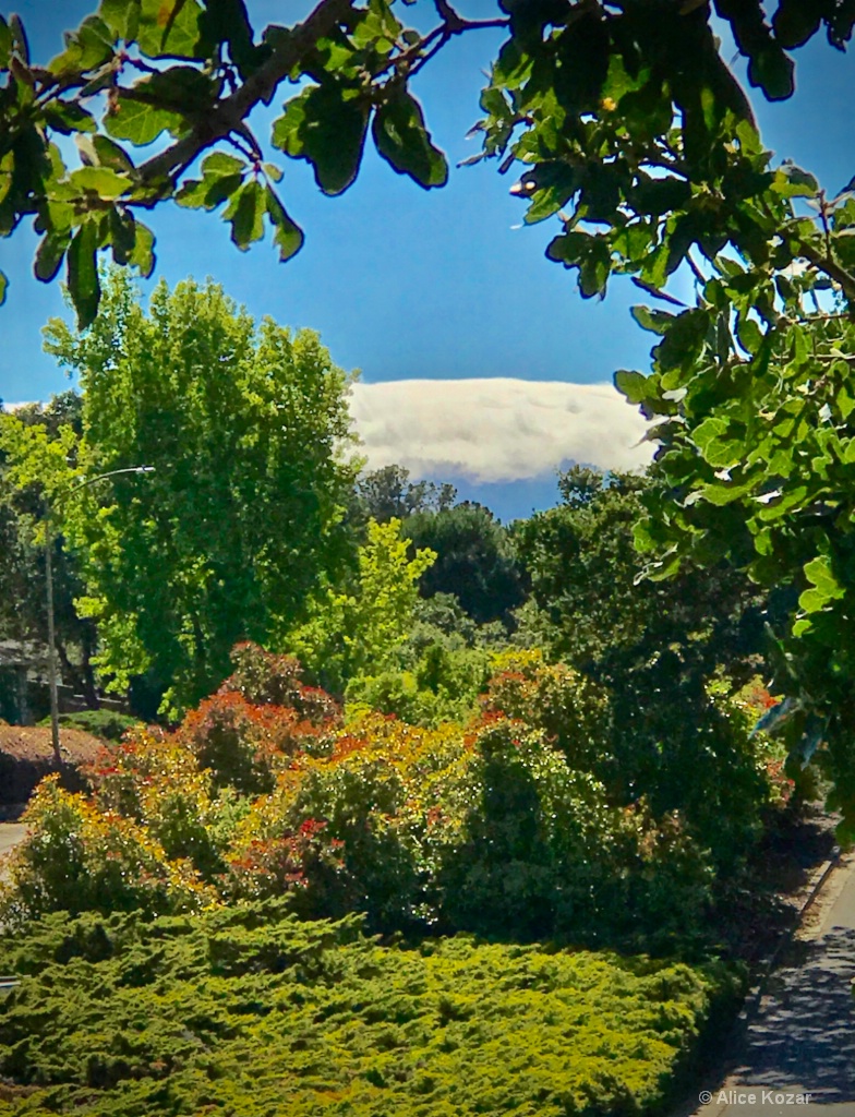 Fog-capped coastal mountains...looks like icing!! - ID: 15386330 © Alice Kozar