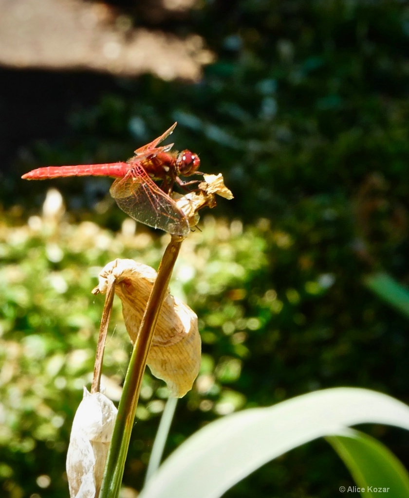 Dragonfly Poised for Attack
