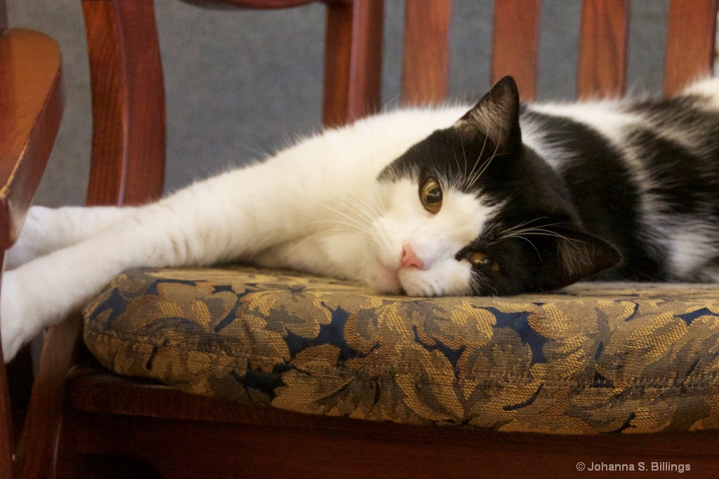 Resting Kitty - ID: 15386363 © Johanna S. Billings