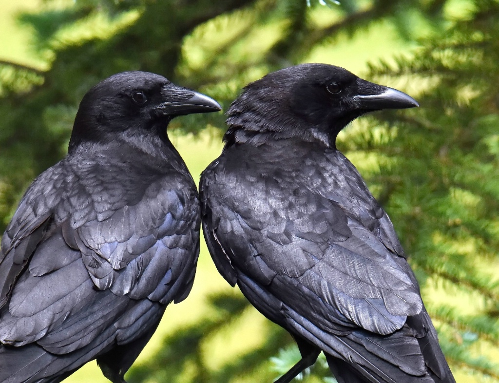 Two Crafty Crows