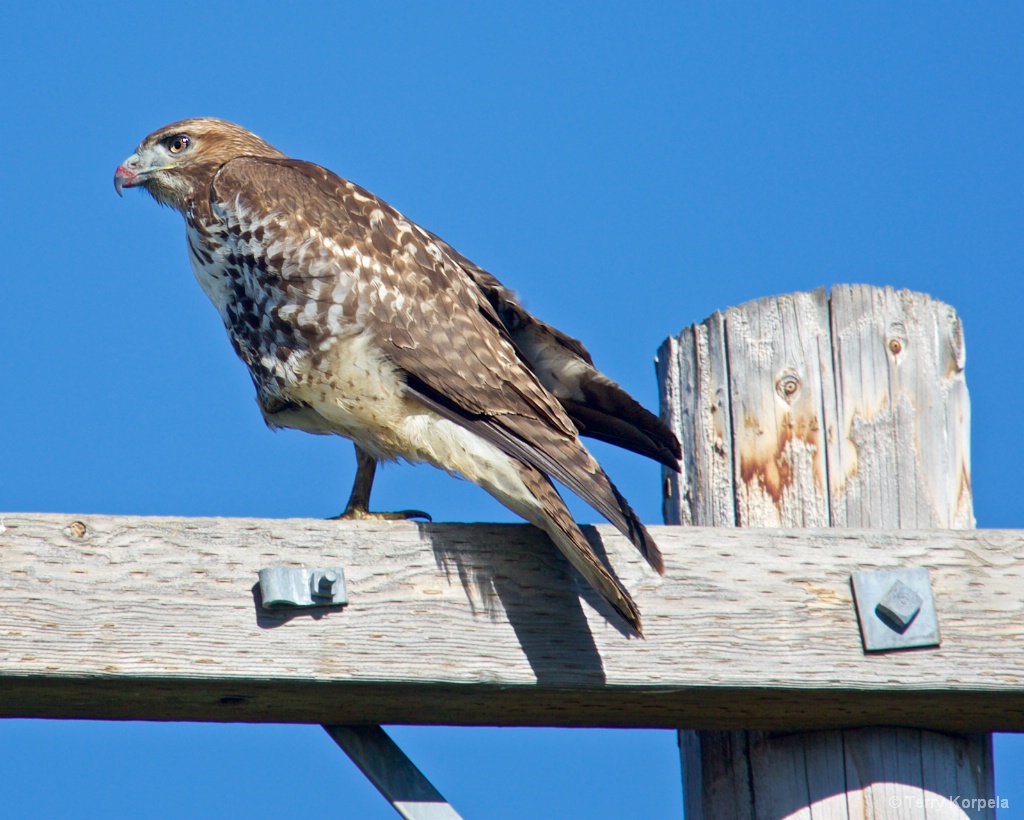 Red-tailed Hawk - ID: 15386511 © Terry Korpela