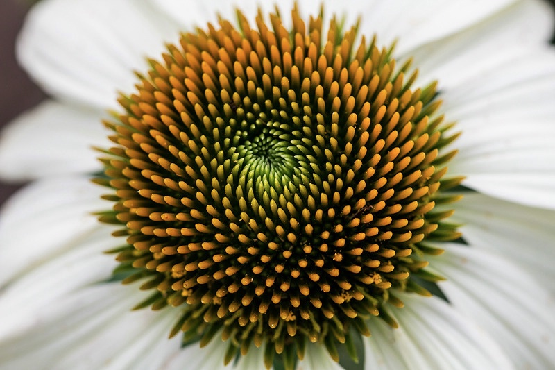 Echinacea Close-up