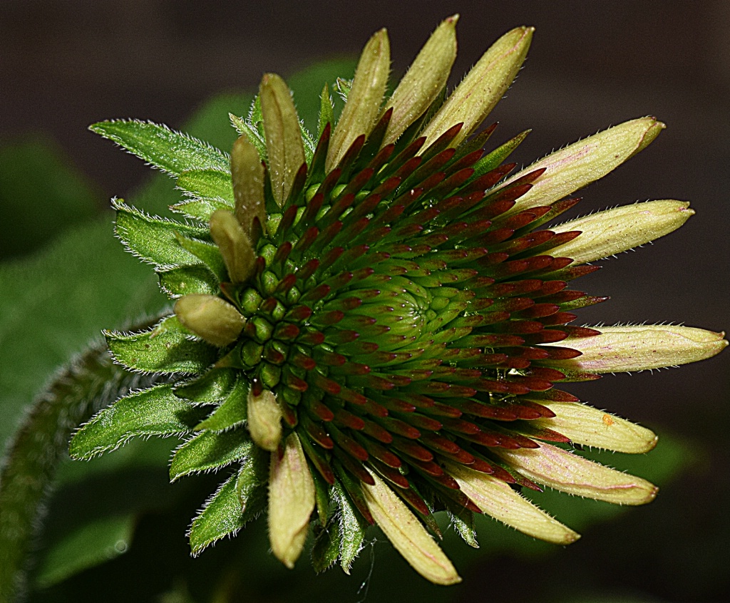 Coneflower Bud