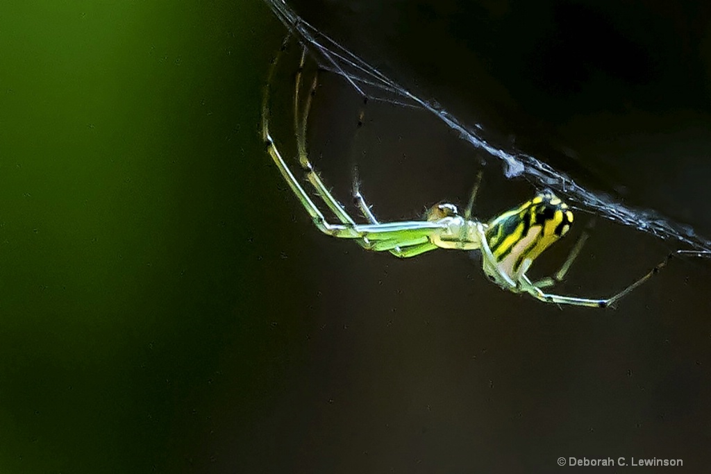 Orchard Orbweaver