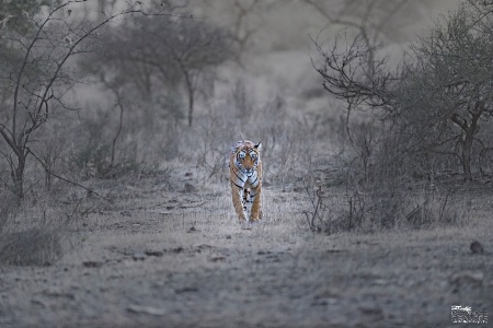 Arrowhead tigress on her morning rounds !(2)