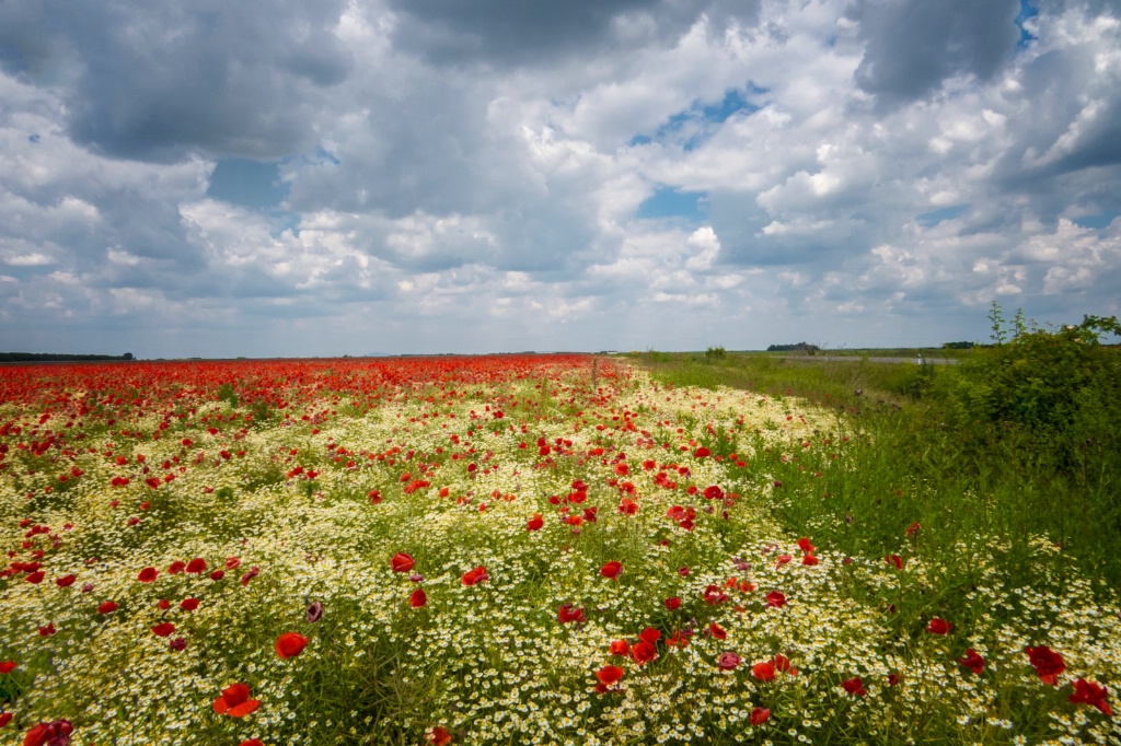 Camomile and poppy field