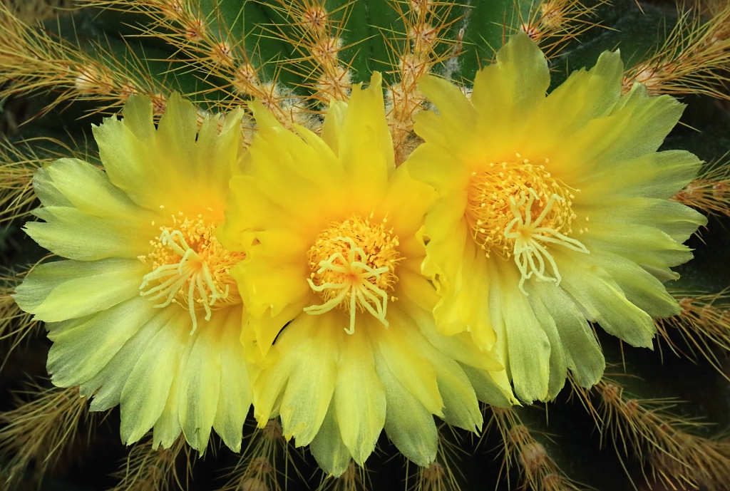 Three Yellow Cactus Flowers