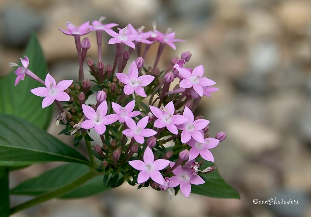 Pink Stars