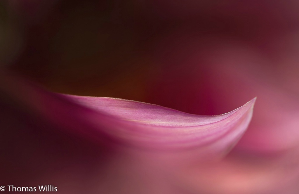 Dahlia Petal