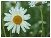 daisy standout