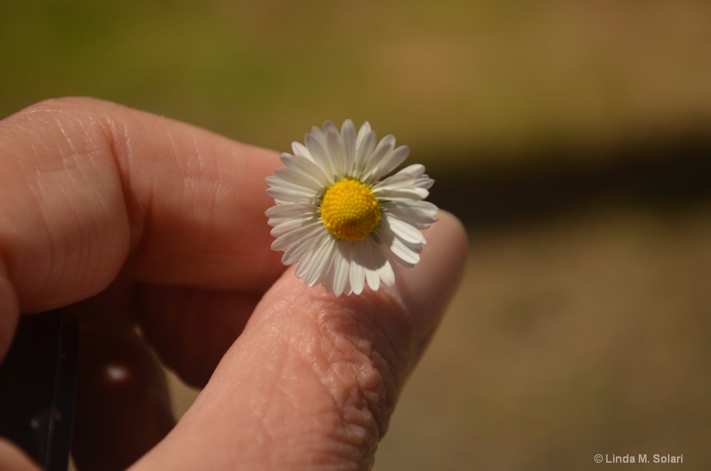 Mini Daisy