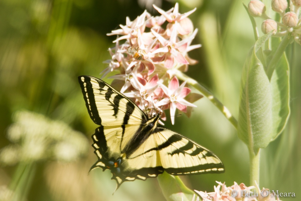 Swallowtail - ID: 15388308 © Beth OMeara