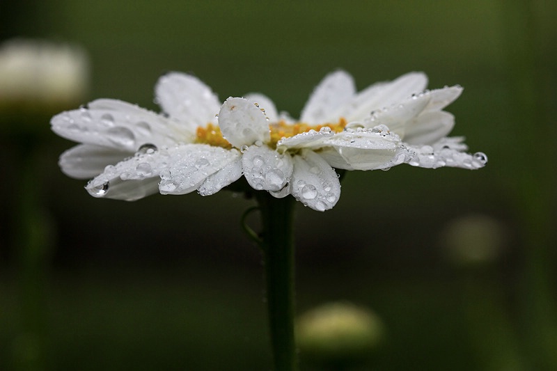 Shasta Daisy (Becky)