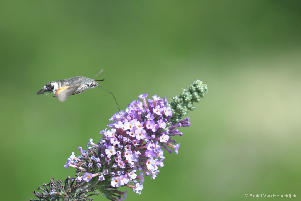 humming-butterfly