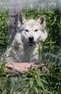 Arctic Wolf