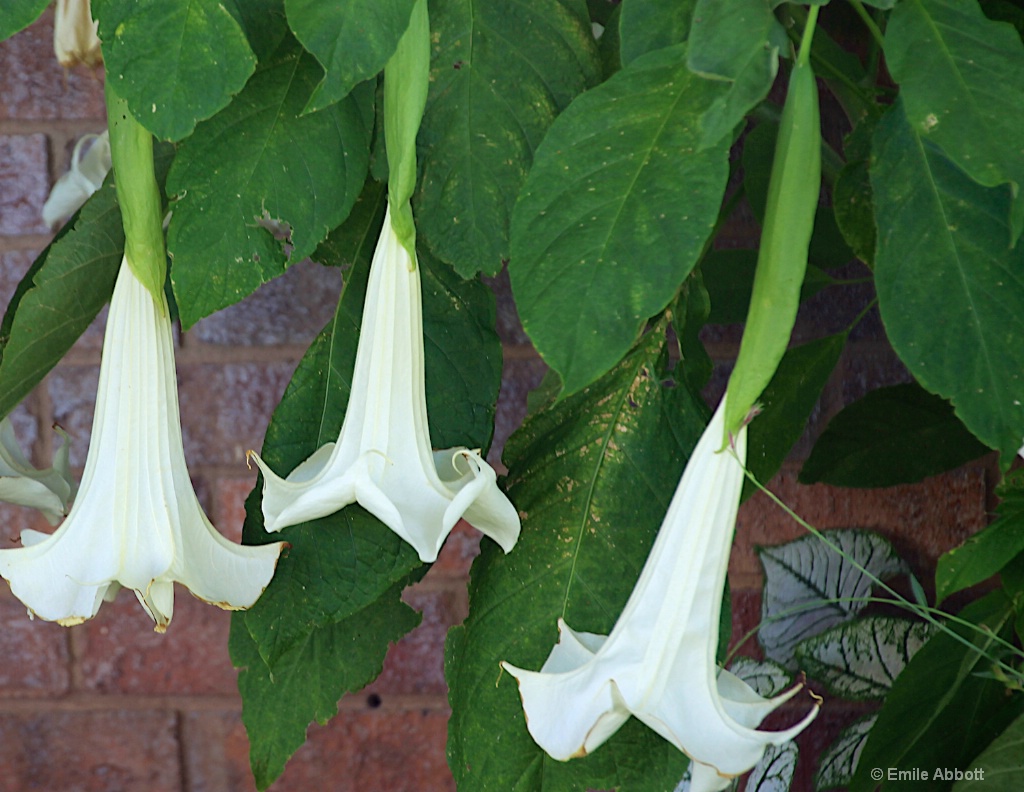 Brugmansia suaveolens trio - ID: 15388614 © Emile Abbott