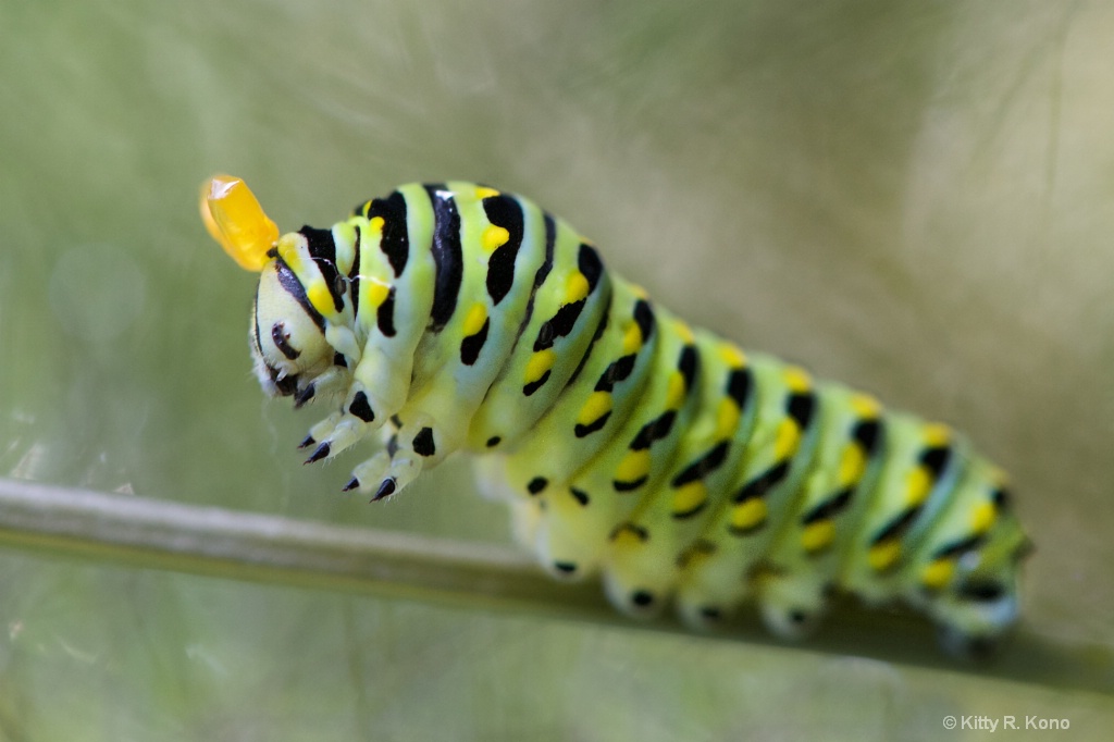 The Black Swallowtail Caterpillar  - ID: 15388632 © Kitty R. Kono