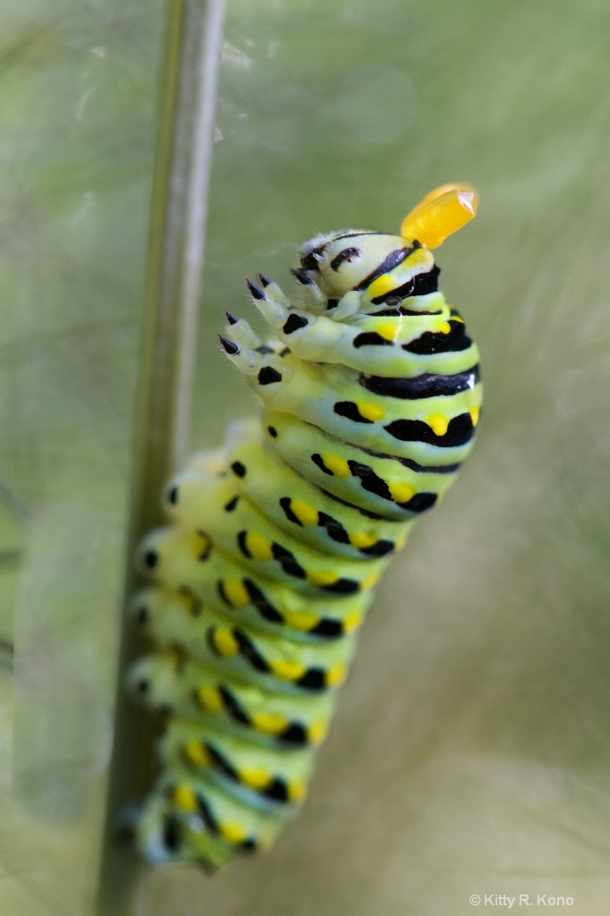 The Black Swallowtail Caterpillar with extended Os