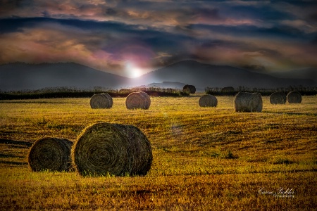 Summer Harvest