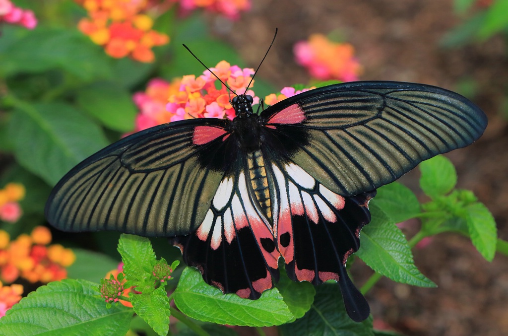 Scarlet Mormon