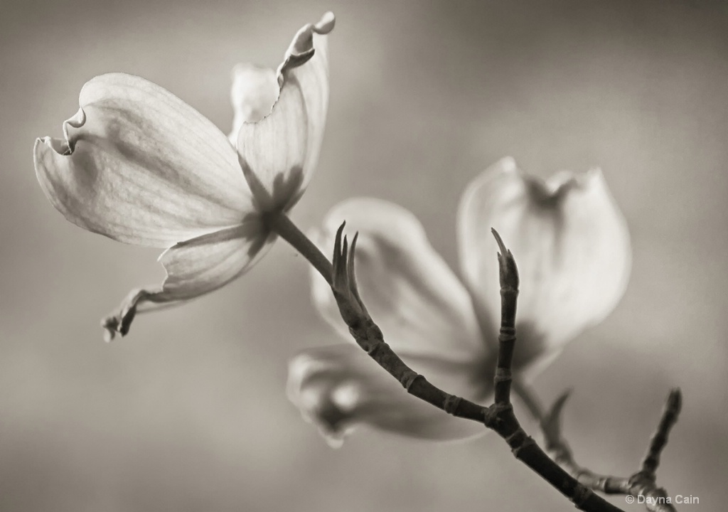 Dogwood Blooms