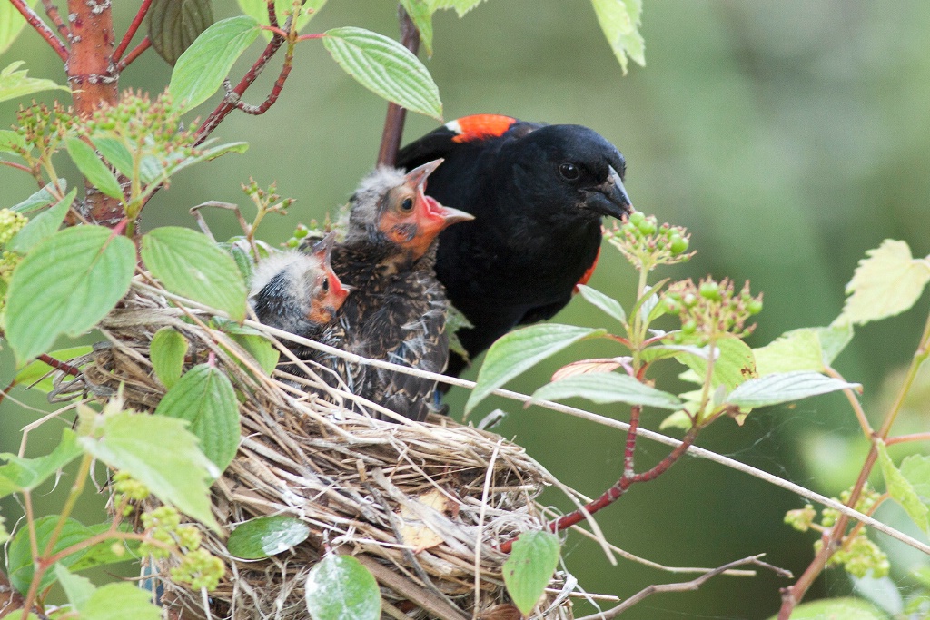 Feeding Time