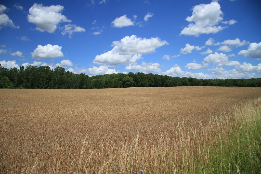 amber waives of grain