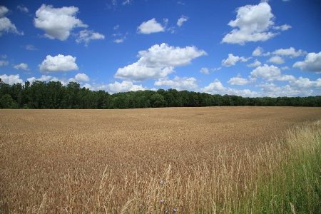 amber waives of grain