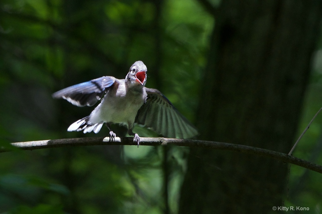 Baby Blue Jay Calling for Mom 