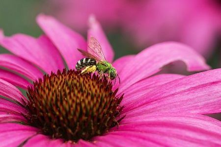 Metallic Green Bee